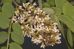 Dalbergia lanceolaria